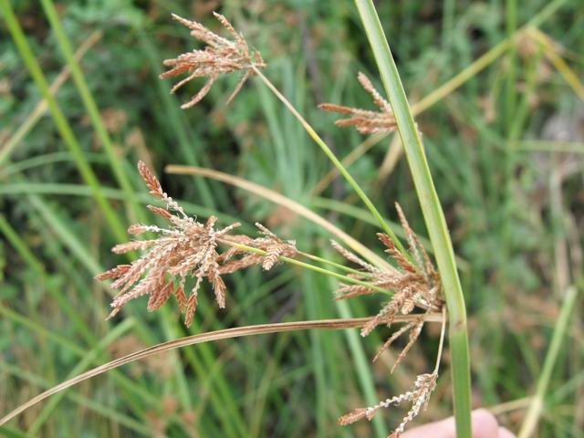 Cyperus badius + Juncus sp.